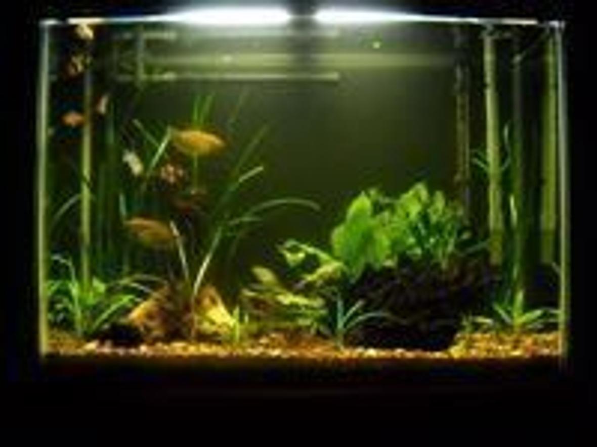 37 gallons planted tank (mostly live plants and fish) - 37gal.low-light,low-tech