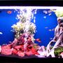 55 gallons freshwater fish tank (mostly fish and non-living decorations) - school