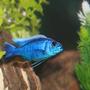 freshwater fish - sciaenochromis fryeri - electric blue hap stocking in 55 gallons tank - Electric Blue