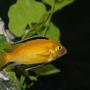 freshwater fish - labidochromis caeruleus - electric yellow cichlid stocking in 55 gallons tank - Electric Yellow