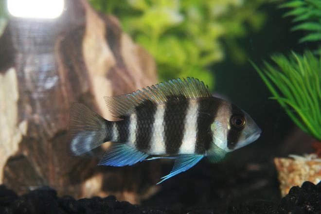 freshwater fish - cyphotilapia frontosa - frontosa cichlid stocking in 55 gallons tank - Frontosia