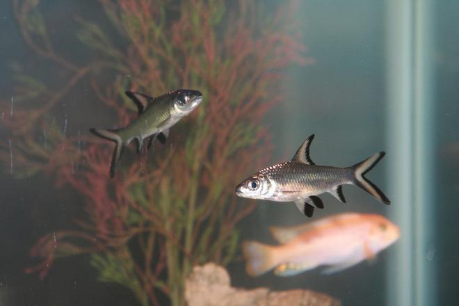 freshwater fish - balantiocheilus melanopterus - bala shark stocking in 55 gallons tank - Bala Sharks