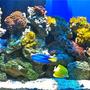 110 gallons reef tank (mostly live coral and fish) - Tank with Leather Toadstool, Many different types of corals. Blue Regal, Yellow Tang, Copperband, and Clownfish.