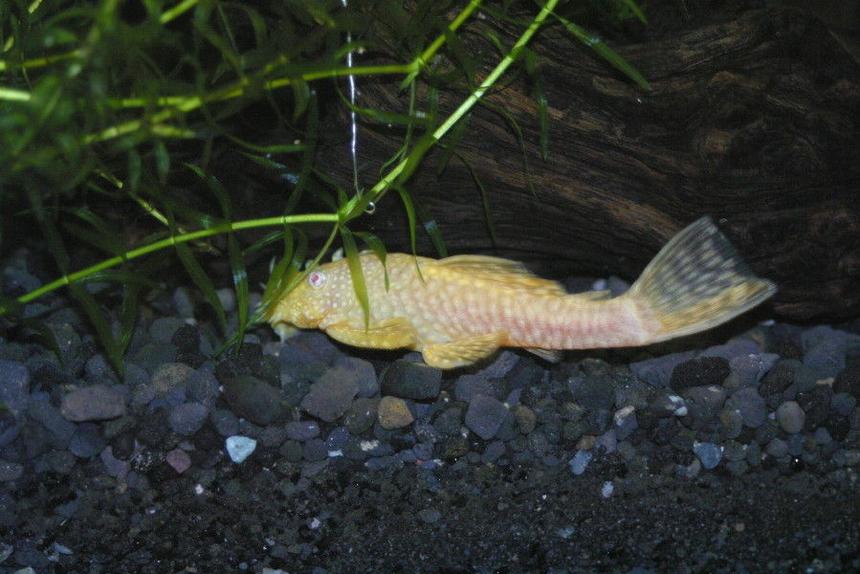 Rated #77: Freshwater Fish Stocking In 75 Gallons Tank