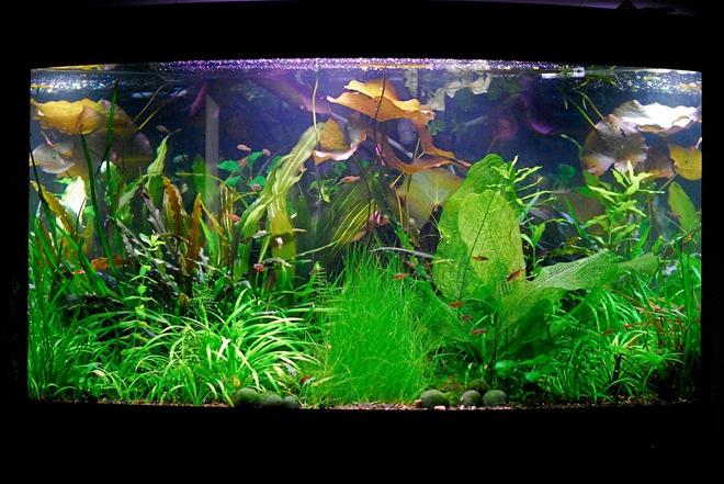 50 gallons planted tank (mostly live plants and fish) - June 2010.. ever changing:)
