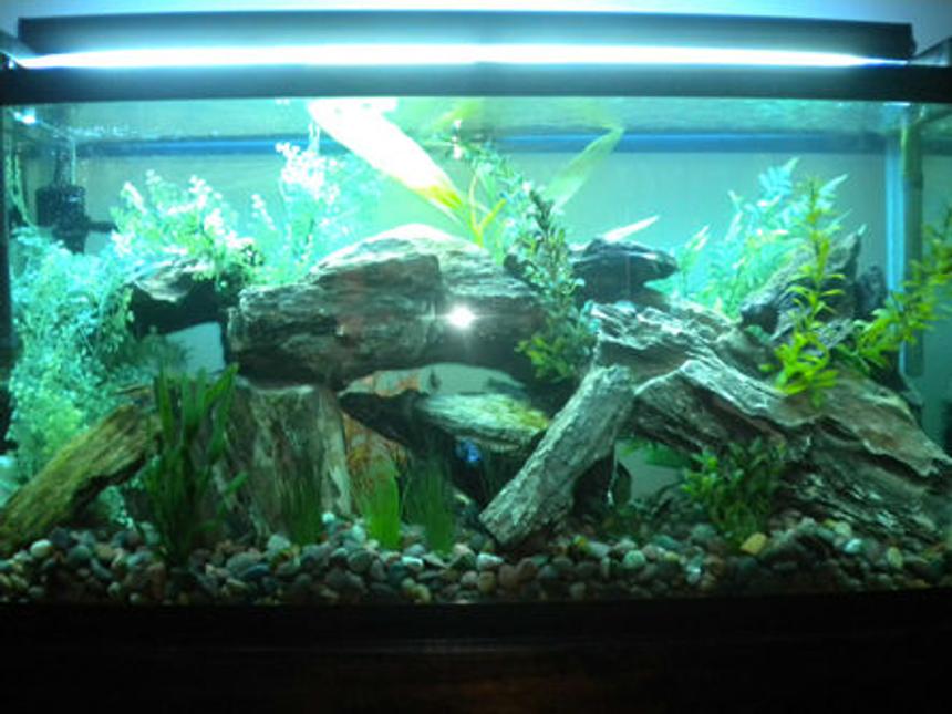 Rated #224: 90 Gallons Freshwater Fish Tank - my new set up