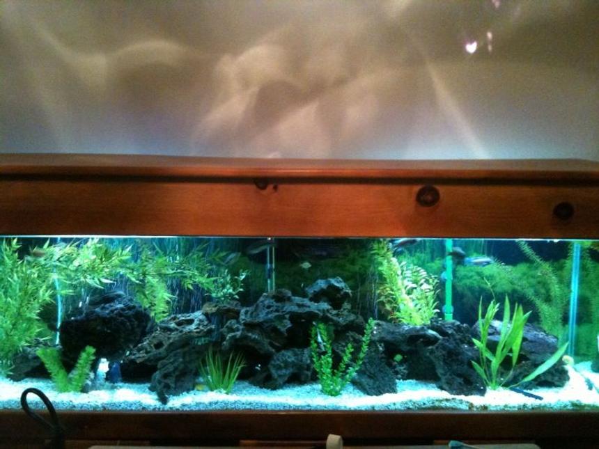 Rated #22: 125 Gallons Freshwater Fish Tank - 125 gallon tank