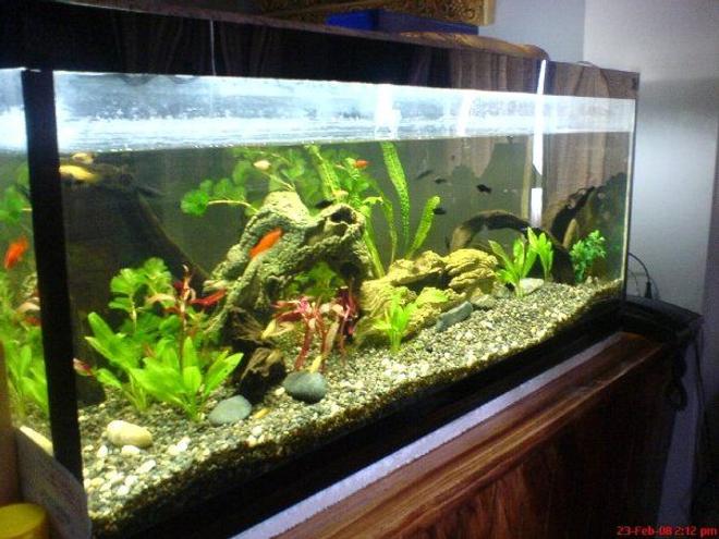 75 gallons planted tank (mostly live plants and fish) - after the suggestions and all.. my plants grew..