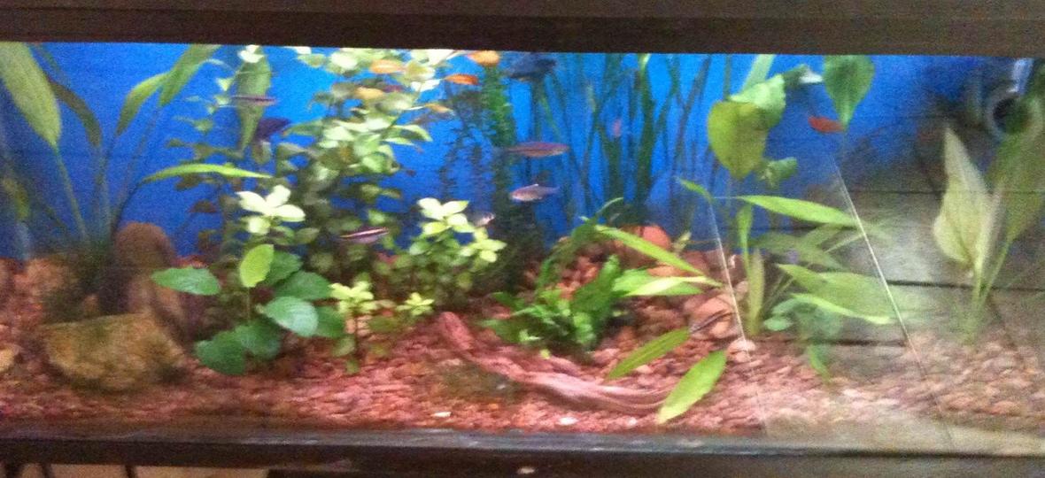 26 gallons planted tank (mostly live plants and fish) - Community tank