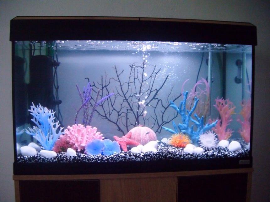 Rated #278: 30 Gallons Freshwater Fish Tank - picture of fluval roma Decorated according to its style