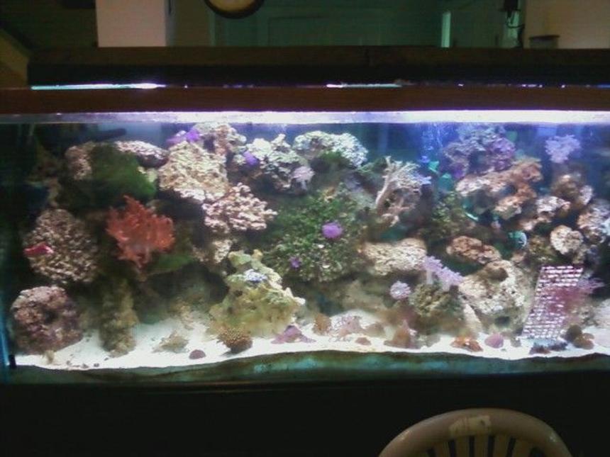Rated #105: 75 Gallons Reef Tank - 150g reef