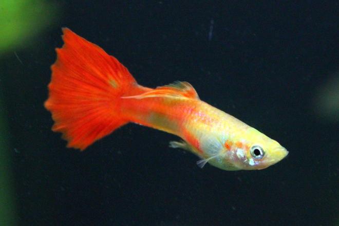 freshwater fish - poecilia reticulata - orange sunshine guppy stocking in 29 gallons tank - guppy