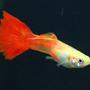 freshwater fish - poecilia reticulata - orange sunshine guppy stocking in 29 gallons tank - guppy