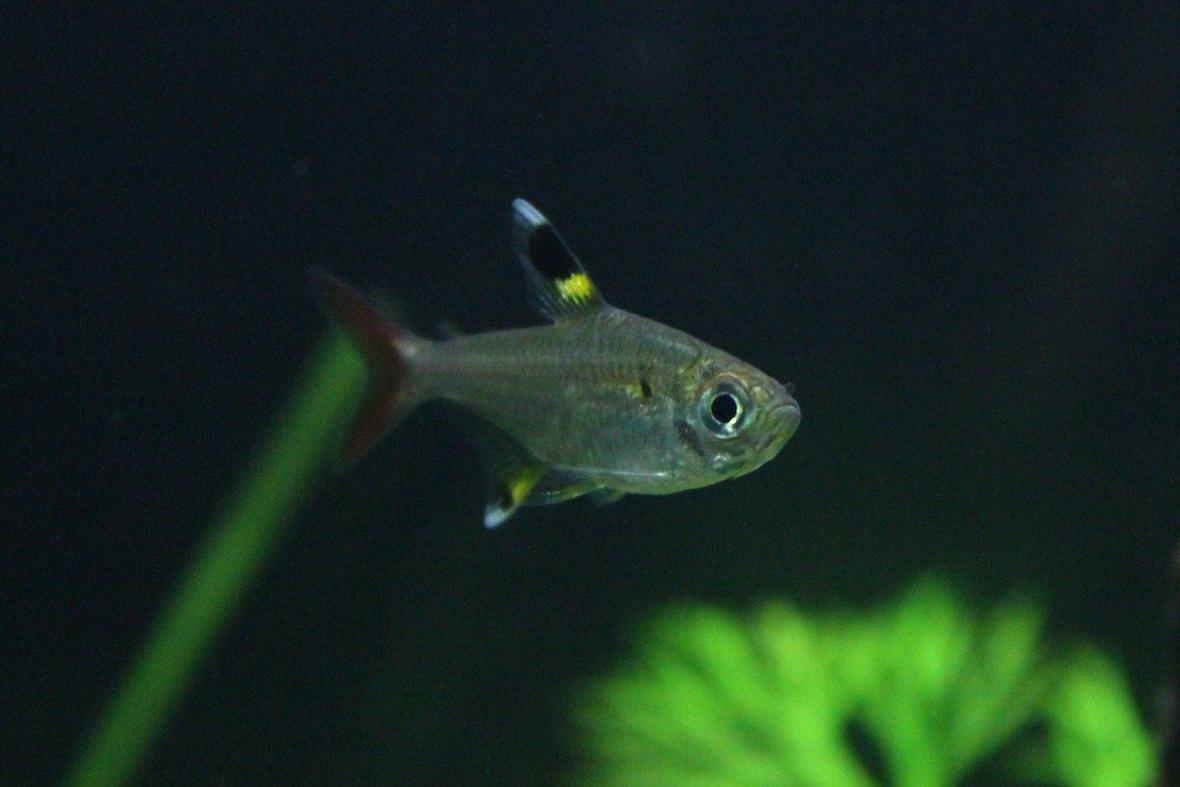 freshwater fish - pristella maxillaris - x-ray pristella tetra stocking in 29 gallons tank - pristella tetra