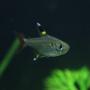 freshwater fish - pristella maxillaris - x-ray pristella tetra stocking in 29 gallons tank - pristella tetra