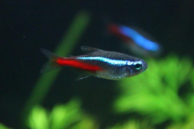 freshwater fish - paracheirodon innesi - neon tetra jumbo stocking in 29 gallons tank - neon tetra