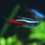 freshwater fish - paracheirodon innesi - neon tetra jumbo stocking in 29 gallons tank - neon tetra