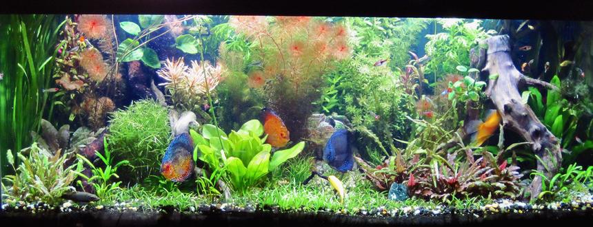 Rated #9: 75 Gallons Planted Tank - A full view of my 75 gal discus planted tank