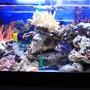 60 gallons reef tank (mostly live coral and fish) - My saample photos for 2ft tank..4ft tank coming soon...