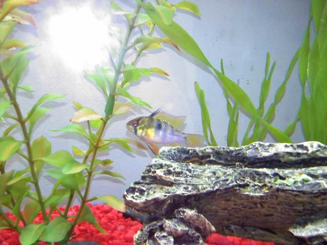 freshwater fish - papiliochromis ramirezi - german blue ram stocking in 70 gallons tank - Male German Blue Ram