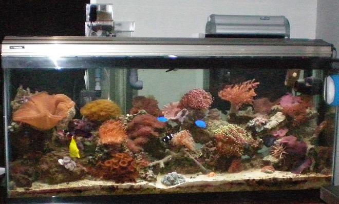 60 gallons reef tank (mostly live coral and fish) - I have a yellow tang, reef beautie, 2 blue dammsels, scooter bleene, dwarf lion fish,black clown and orange clown, copperband, urchent. inverts, 3 skunk cleaner shrimp, fireshrimp, pepermint shrimp, purple lobster, sally lightfoot, aarow crab, annome crab,had a green brittle he killed 200$ worth of fish, hes gone now.