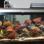 60 gallons reef tank (mostly live coral and fish) - I have a yellow tang, reef beautie, 2 blue dammsels, scooter bleene, dwarf lion fish,black clown and orange clown, copperband, urchent. inverts, 3 skunk cleaner shrimp, fireshrimp, pepermint shrimp, purple lobster, sally lightfoot, aarow crab, annome crab,had a green brittle he killed 200$ worth of fish, hes gone now.