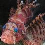saltwater fish - dendrochirus zebra - dwarf/zebra lionfish stocking in 60 gallons tank - Dwarf Lion Fish