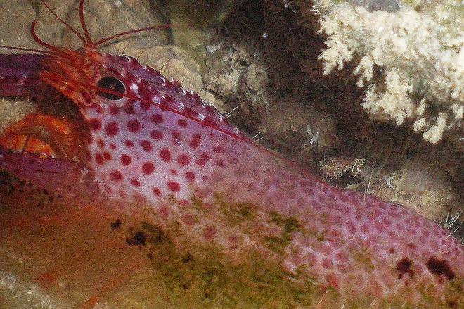 corals inverts - enoplometopus sp. - debelius' reef lobster stocking in 60 gallons tank - Purple Lobster