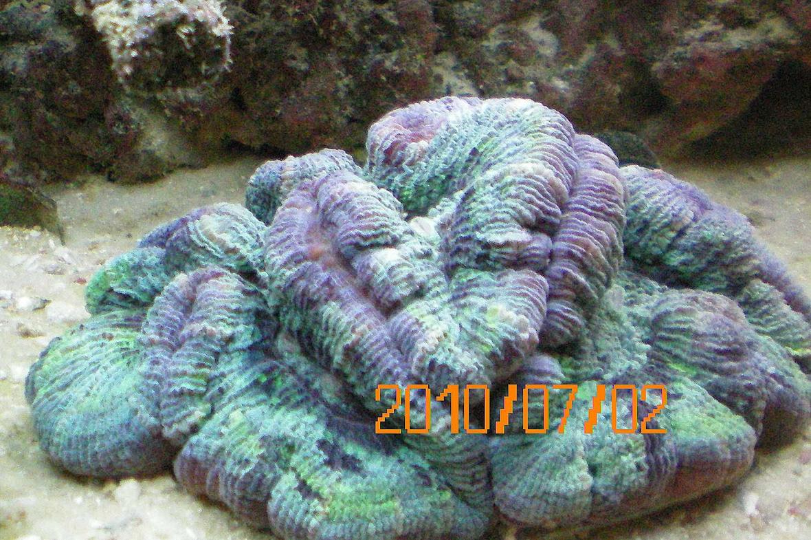 corals inverts - trachyphyllia radiata - wellso flat brain coral stocking in 60 gallons tank - Wesophilia Brain Coral