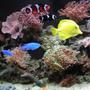 saltwater fish - zebrasoma flavescens - yellow tang stocking in 60 gallons tank - Small part of my tank. Dwarf Lion Fish, Yellow Tang, Blue Dansels, Green and Purple Frogs Spawn, Orange Dendrophylia, Hammerhead Coral, Black and Orange Clown, Wesophilia Brain Coral, and some buttons. Please view my other photos. Trying to get a good pic of my whole tank.