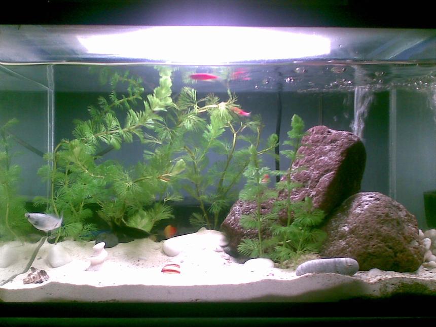 Rated #1792: 5 Gallons Planted Tank - 5 gallon tank with glofish danios and mollies.

also planted with sessifloras :)

my lighting is a 10000k cfl bulb