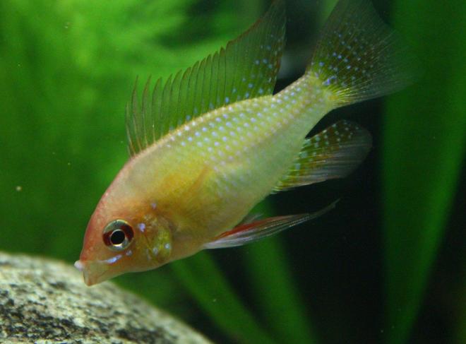 freshwater fish - mikrogeophagus ramirezi - german gold ram stocking in 29 gallons tank - golden ram