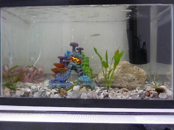 10 gallons freshwater fish tank (mostly fish and non-living decorations)