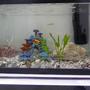 10 gallons freshwater fish tank (mostly fish and non-living decorations) -