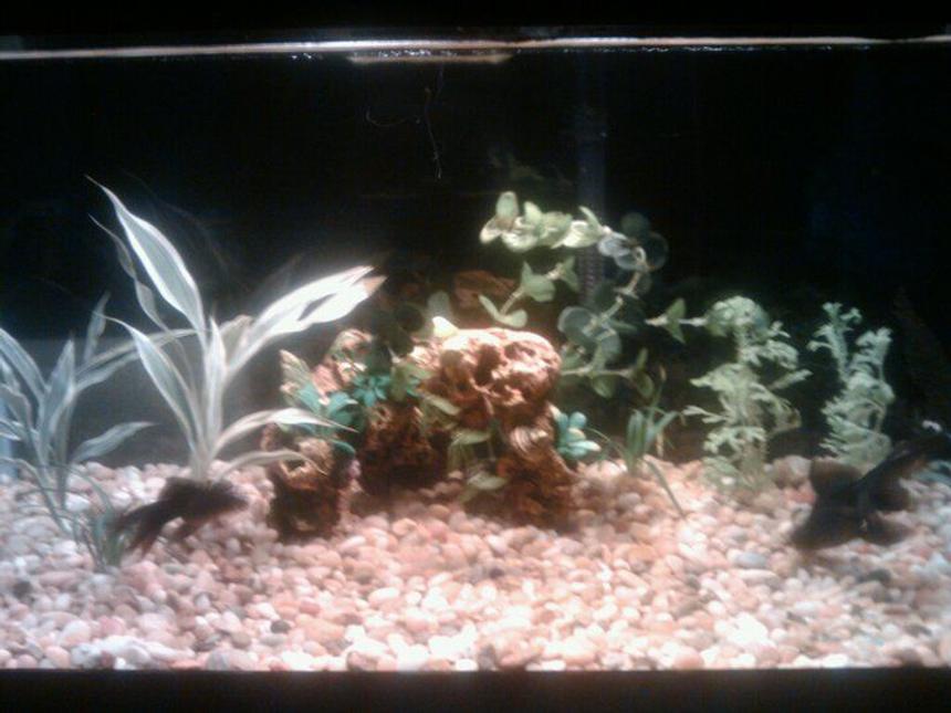 Rated #211: 15 Gallons Planted Tank - 15 GAL, TOPFIN filtration, 
2 black moors, one Pleco
All live plants except for the one in the middle (was put in to seed my cycle)