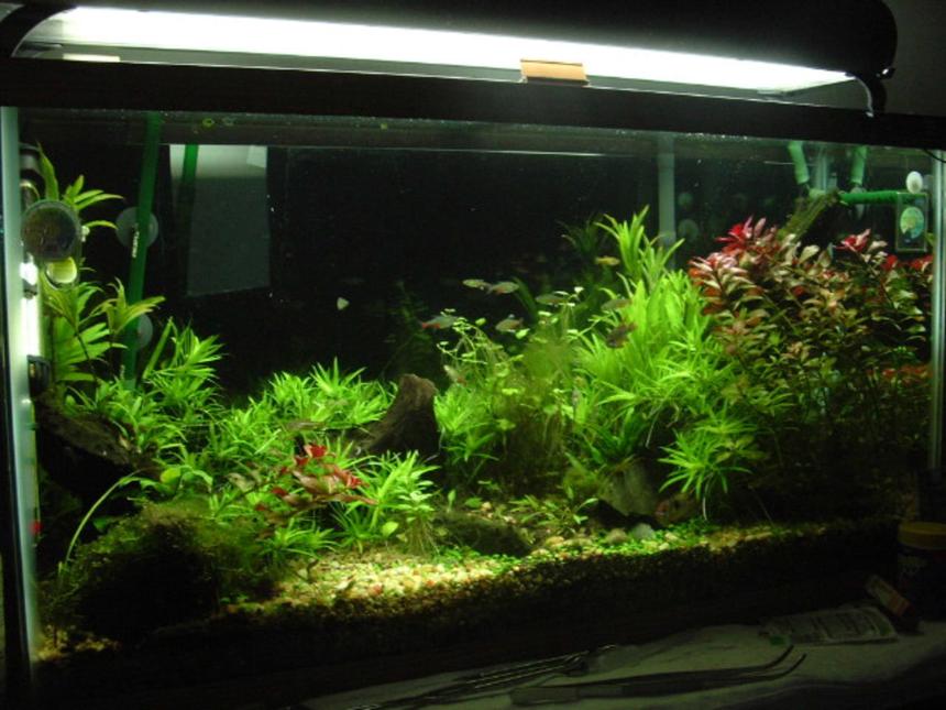 Rated #27: 38 Gallons Planted Tank - 38 gal planted tank about a year old
DIY C02 diffused by hagen ladder
192w current usa pc lighting
Eheim 2026 filtration