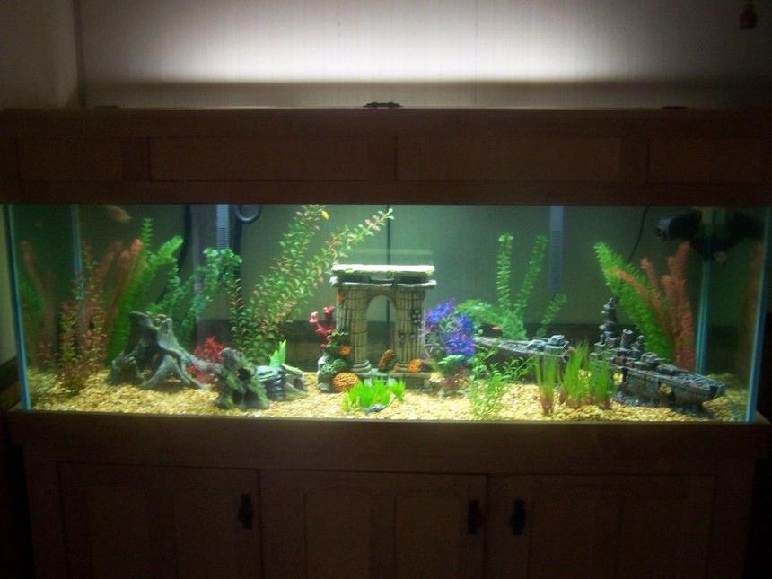 Rated #178: 180 Gallons Freshwater Fish Tank - My 180 gallon tank not finished with it yet its a slow process