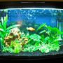 25 gallons freshwater fish tank (mostly fish and non-living decorations) - My new Hopar 25 gallon. 6 Neon Tetra, 1 Sailfin Molly