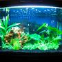 fish tank picture - New tank, 2 weeks old