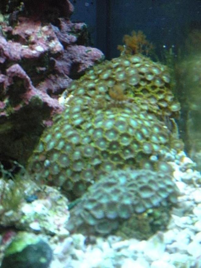 corals inverts - zoanthus sp. - colony polyp, orange/green stocking in 28 gallons tank - green and "goliath" zooanthids