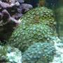 corals inverts - zoanthus sp. - colony polyp, orange/green stocking in 28 gallons tank - green and "goliath" zooanthids