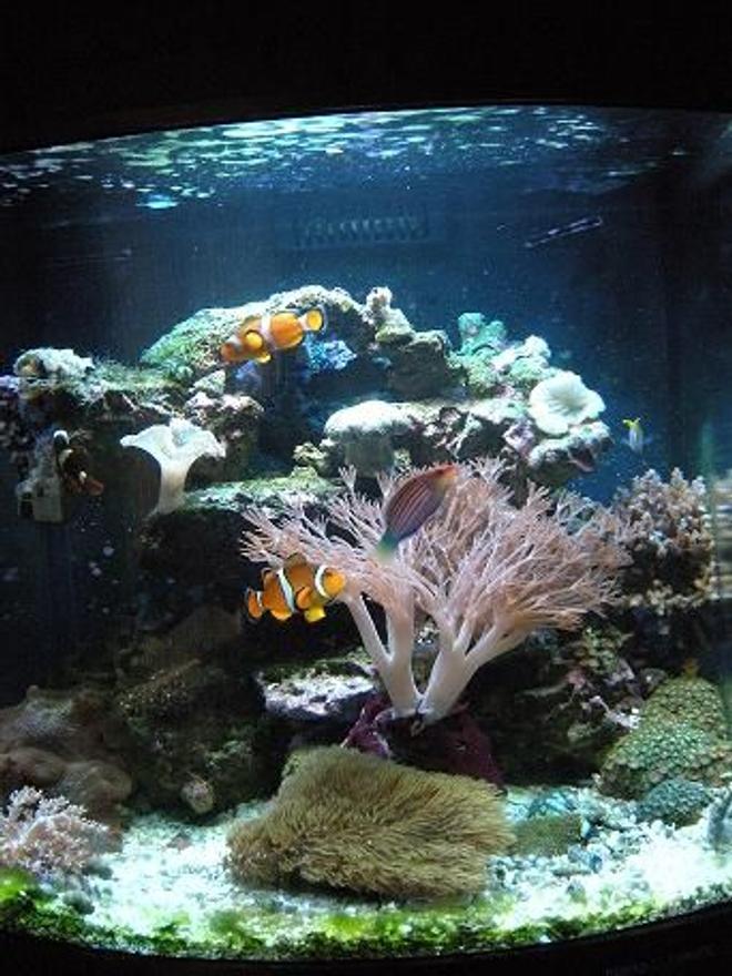 28 gallons reef tank (mostly live coral and fish) - 28 gallon oceanic nano. started tank on march 20, 2010