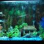 56 gallons freshwater fish tank (mostly fish and non-living decorations) - 56 gal tall fish tank
