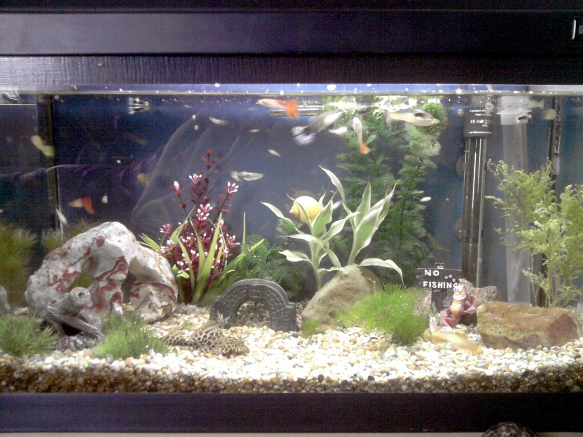 16 gallons freshwater fish tank (mostly fish and non-living decorations) - Guppy tank.