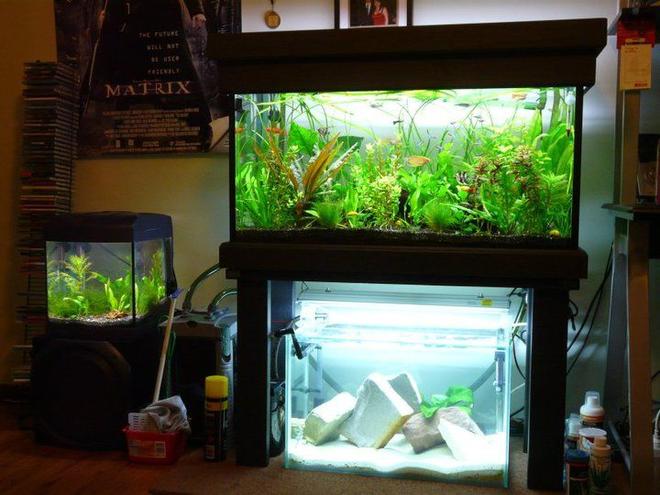 36 gallons planted tank (mostly live plants and fish) - 3ft planted community
2ft cichlid fry grow out (Couple of electric yellows)
8 gallon planted shrimp tank