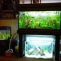 36 gallons planted tank (mostly live plants and fish) - 3ft planted community 2ft cichlid fry grow out (Couple of electric yellows) 8 gallon planted shrimp tank
