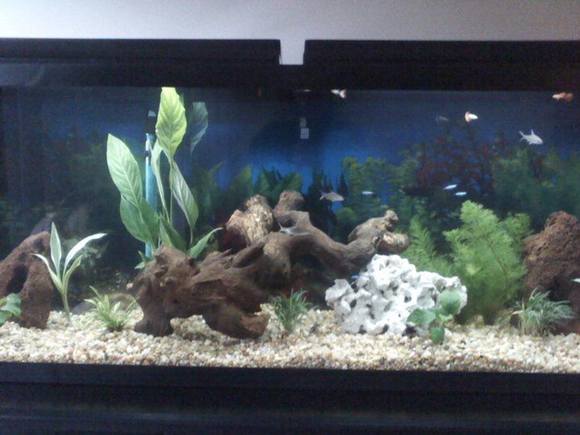 55 gallons planted tank (mostly live plants and fish) - .....