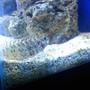 55 gallons saltwater fish tank (mostly fish, little/no live coral) - lawnmower blenny