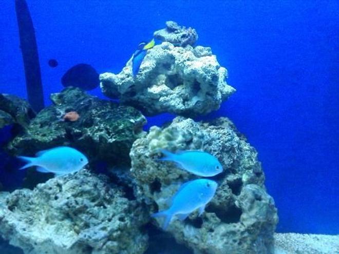 saltwater fish - chromis viridis - green reef chromis stocking in 55 gallons tank - my green chromis trio