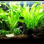 20 gallons planted tank (mostly live plants and fish) - tank as of 6/30/10